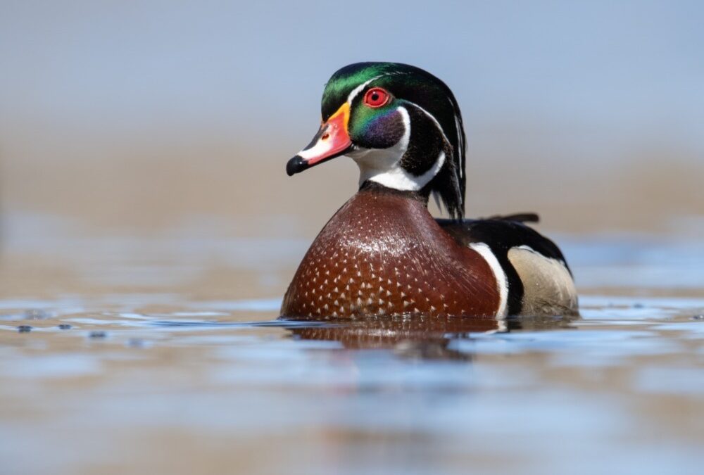 Unusual Phobias Which People Might Experience